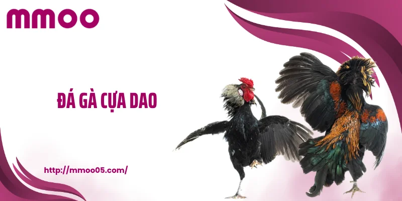 Đá gà cựa dao